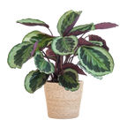 Calathea Medaillon met Sofia mand naturel - 65cm - Ø19