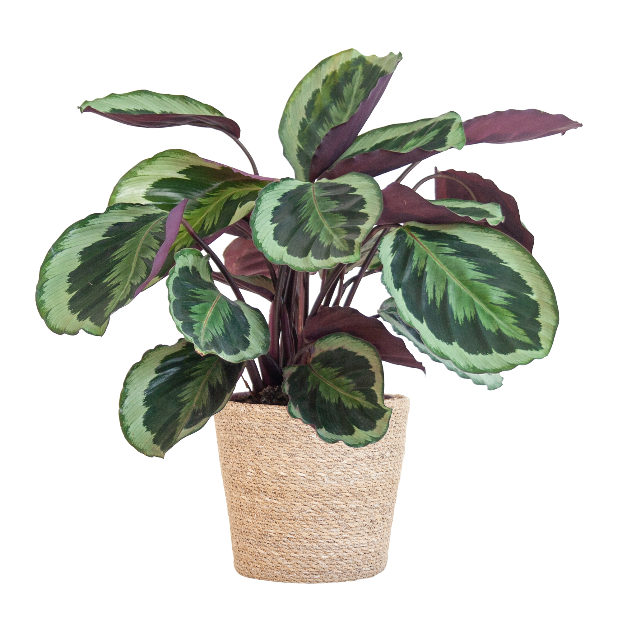 Calathea Medaillon met Sofia mand naturel - 65cm - Ø19