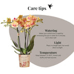 Orchidées Kolibri | Orchidée Phalaenopsis orange en pot de 9 cm de diamètre | Jamaïque | Plante d'intérieur fleurie - fraîchement cueillie