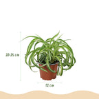 Green boutiQ - Kamerplant - Chlorophytum comosum Bonnie - Krullende Graslelie - Huisdiervriendelijke Plant - Groen - 1 Plant - met Potter Grijs - Pot 12cm - Hoogte 20cm