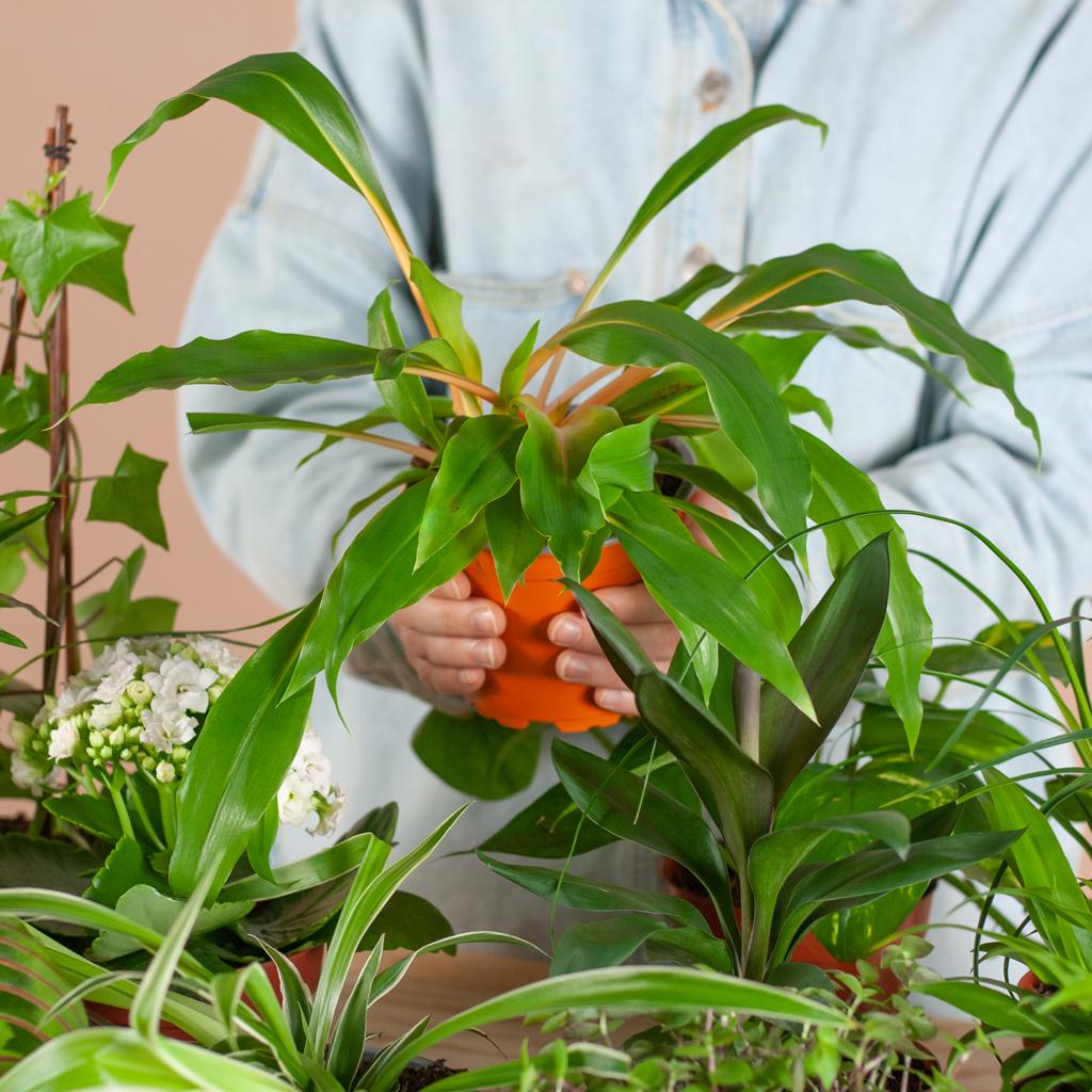 Groene Kneusjesbox (12 stuks) - incl. 12 x pot Lissabon zwart