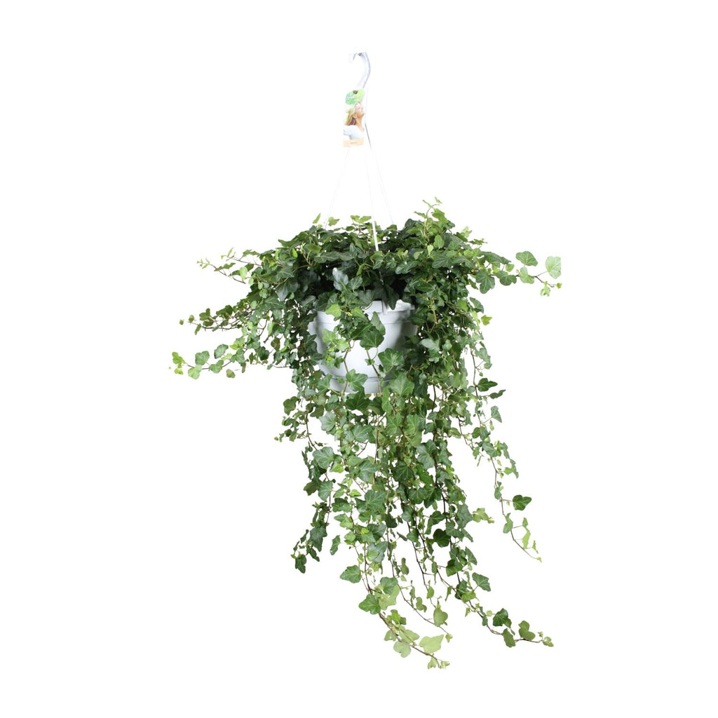 Hedera Wonder Green - Ø24cm - ↕70cm - Ø24 - ↨70cm