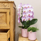Kolibri Orchids | roze Phalaenopsis orchidee - Niagara Fall  - potmaat Ø12cm | bloeiende kamerplant - vers van de kweker