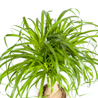 Beaucarnea Recurvata Stam met mand Ø21cm - ↕60 - 80cm