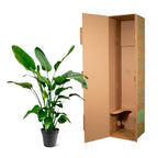 Strelitzia Nicolai - 140 - 150cm - Ø24