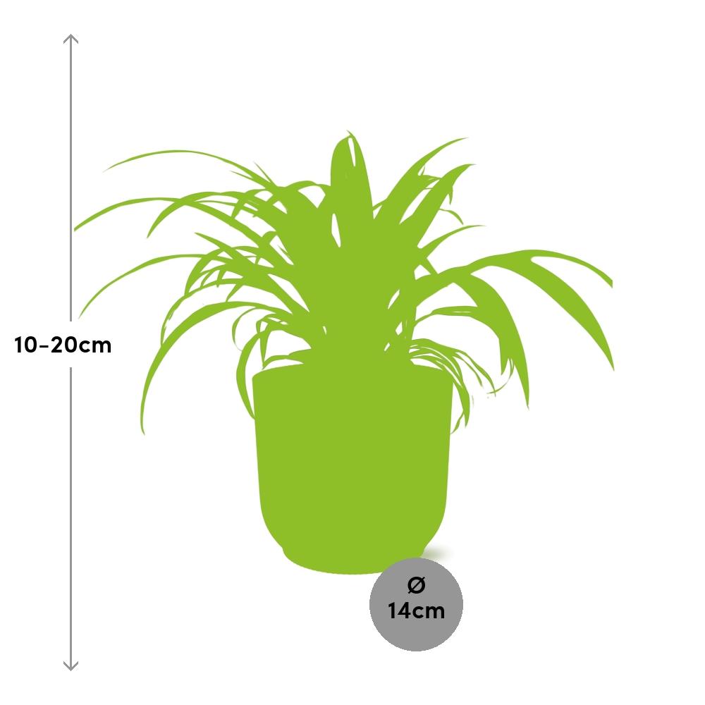 Chlorophytum Comosum Variegatum in ELHO Vibes Fold 14cm gelb