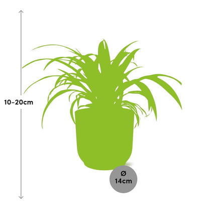 Chlorophytum Comosum Variegatum in ELHO Vibes Fold 14cm gelb