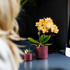 Kolibri Orchids | gele Phalaenopsis orchidee - Lima - potmaat Ø9cm | bloeiende kamerplant - vers van de kweker