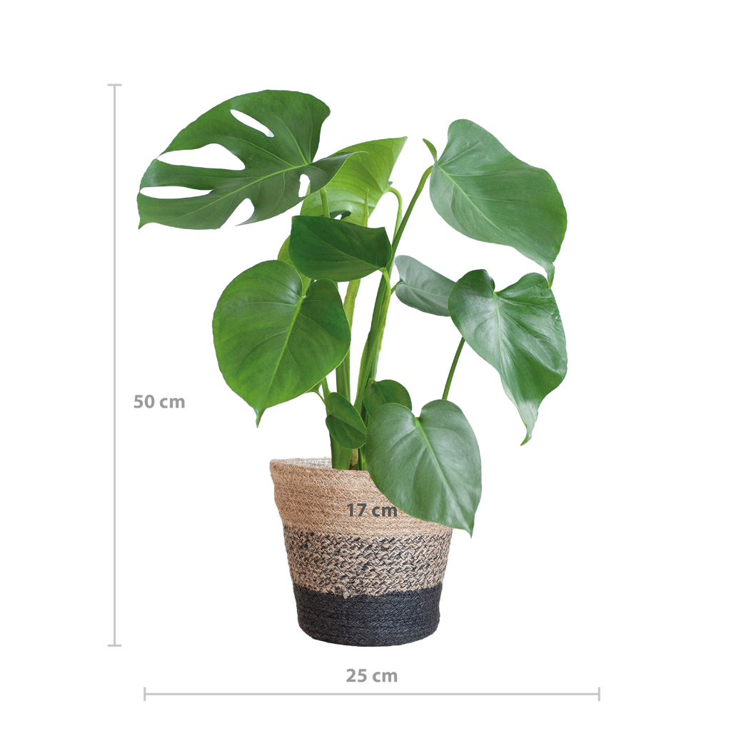 Monstera Deliciosa met Lissabon mand zwart  - 50cm - Ø17