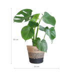 Monstera Deliciosa met Lissabon mand zwart  - 50cm - Ø17