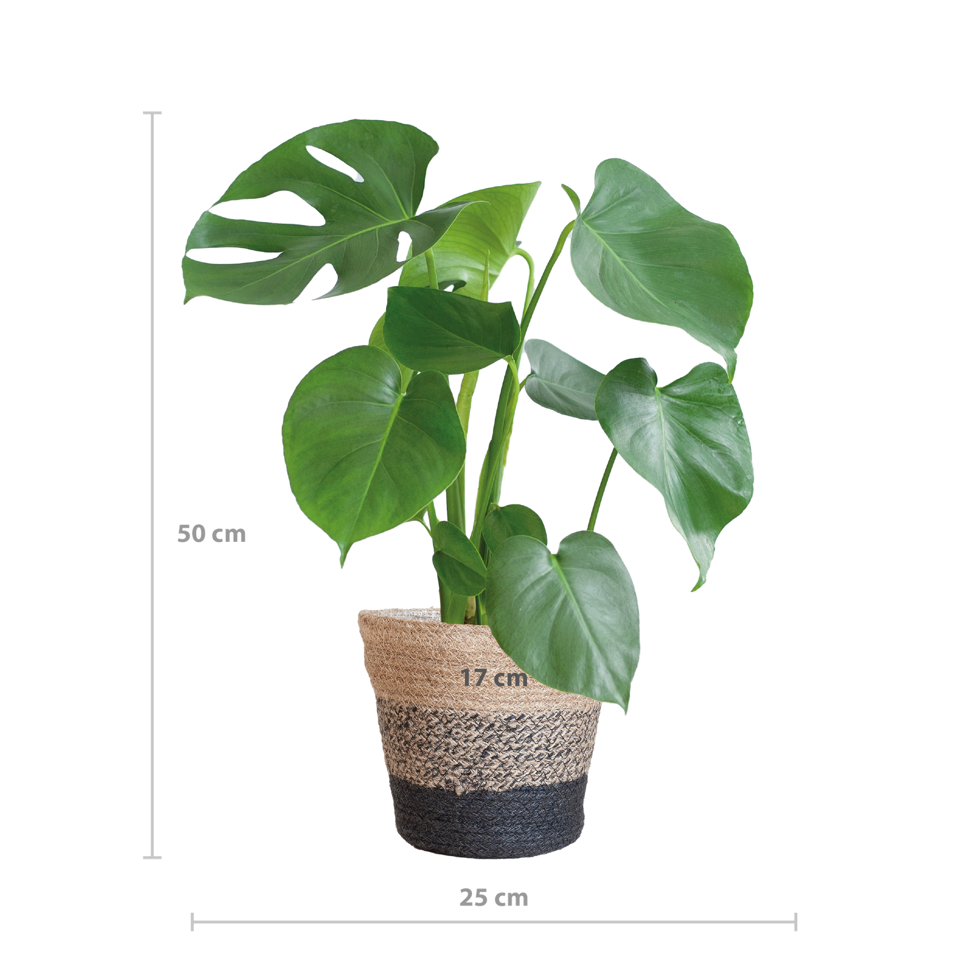 Monstera Deliciosa met Lissabon mand zwart  - 50cm - Ø17