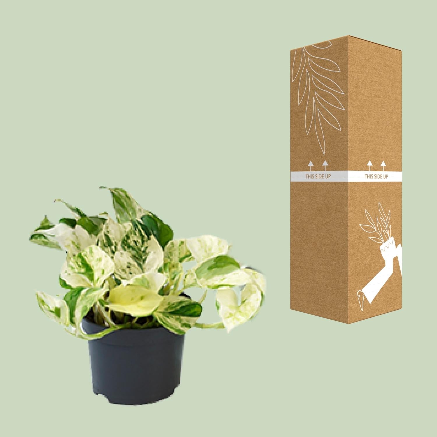 PROMO - Epipremnum Happy Leaf - Scindapsus - Ø12cm - ↕15cm