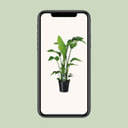 Strelitzia Nicolai - Ø19cm - ↕90cm