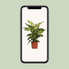 Dieffenbachia Mars - Ø17cm - ↕50cm
