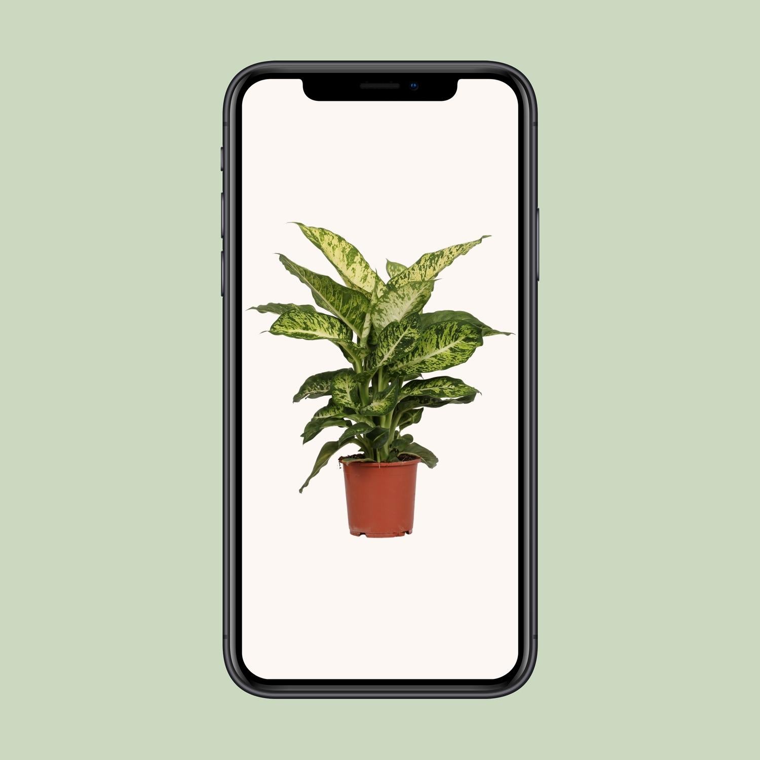 Dieffenbachia Mars - Ø17cm - ↕50cm