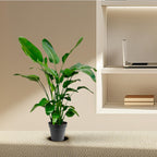 Strelitzia Nicolai - 140 - 150cm - Ø24