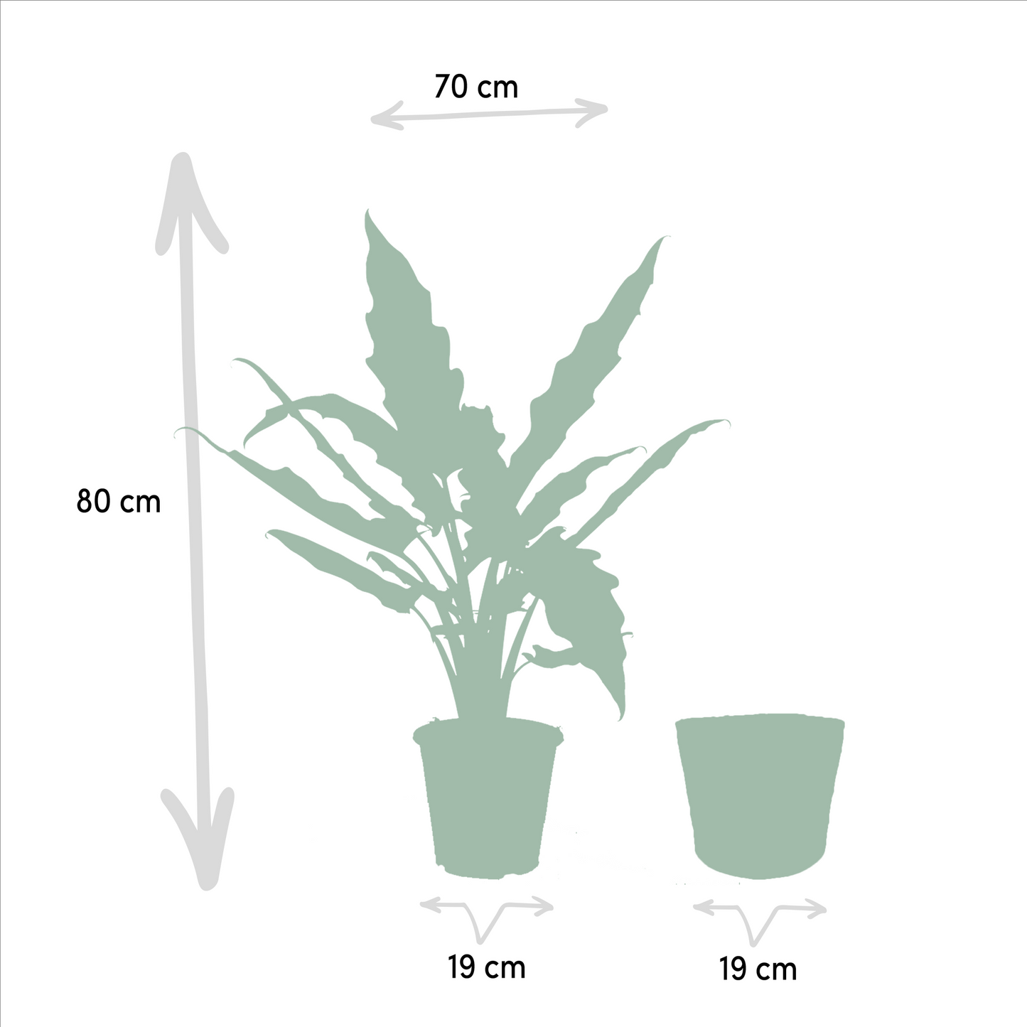 Alocasia Cucullata - Ø19cm - ↕60cm + Alocasia Lauterbachiana - Ø19cm - ↕75cm + Korb Selin