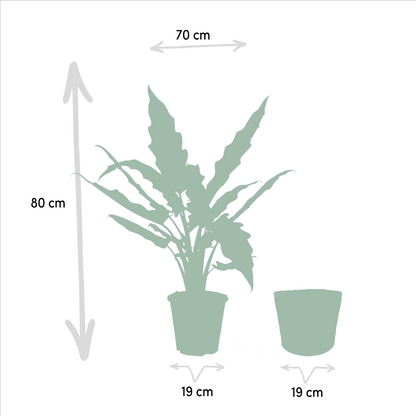 Alocasia Cucullata - Ø19cm - ↕60cm + Alocasia Lauterbachiana - Ø19cm - ↕75cm + Korb Selin
