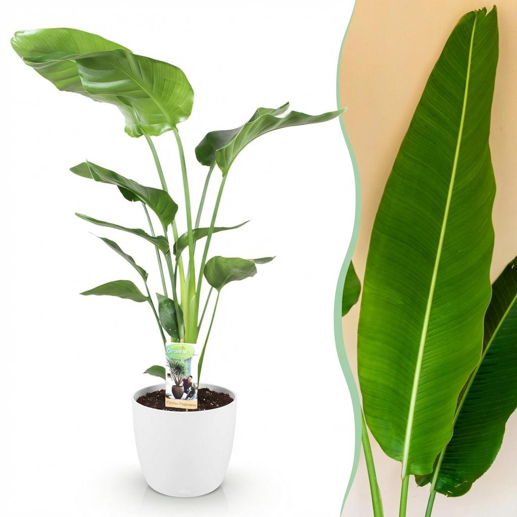 Green BoutiQ - Kamerplanten - Strelitzia Nicolai - Paradijsvogelbloem - Weinig onderhoud - Groen - 1 Plant - met Potter Wit - Pot 21cm - Hoogte 110-120cm