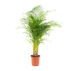 Areca palm - Ø21cm - ↕130cm