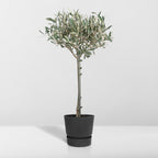 Olea - Ø19cm - ↕90cm