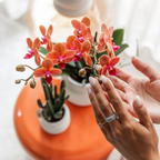 Kolibri Orchids | COMBI DEAL van 4 oranje Phalaenopsis orchideeën - Bolzano - potmaat Ø9cm | bloeiende kamerplant - vers van de kweker