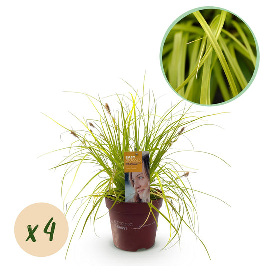Green boutiQ – Ziergräser – Carex oshimensis Everillo – Gelb – 4 Pflanzen – Immergrün – Pflegeleicht – Topf 17 cm, Höhe 50 cm