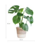 Monstera Deliciosa met Lissabon mand wit  - 50cm - Ø17