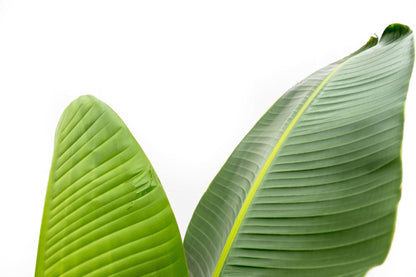 Strelitzia Augusta – 220 cm – ⌀30