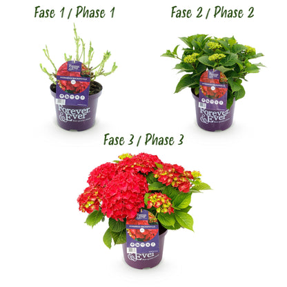 Green boutiQ – Terrassenpflanze – Hortensie – Hydrangea Forever &amp; Ever – Rot – 7–12 Blüten – 2 Pflanzen – Topf 23 cm, Höhe 55 cm