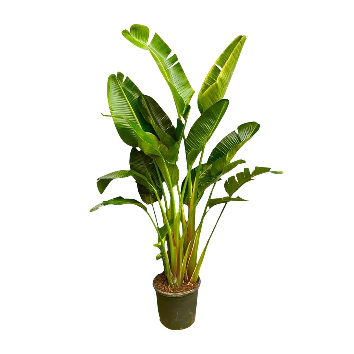 Strelitzia Augusta Mehrstamm XXL - 250 cm - ø30-40