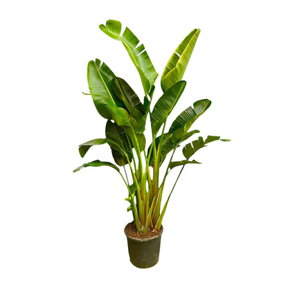 Strelitzia Augusta Mehrstamm XXL - 250 cm - ø30-40