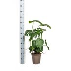 Monstera Deliciosa Tauerii met mand Ø21cm - ↕70 - 90cm