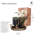 Kolibri Company | Coffret cadeau Nature Urbaine | Ensemble de plantes comprenant une orchidée Phalaenopsis et des succulentes, avec pots décoratifs en céramique