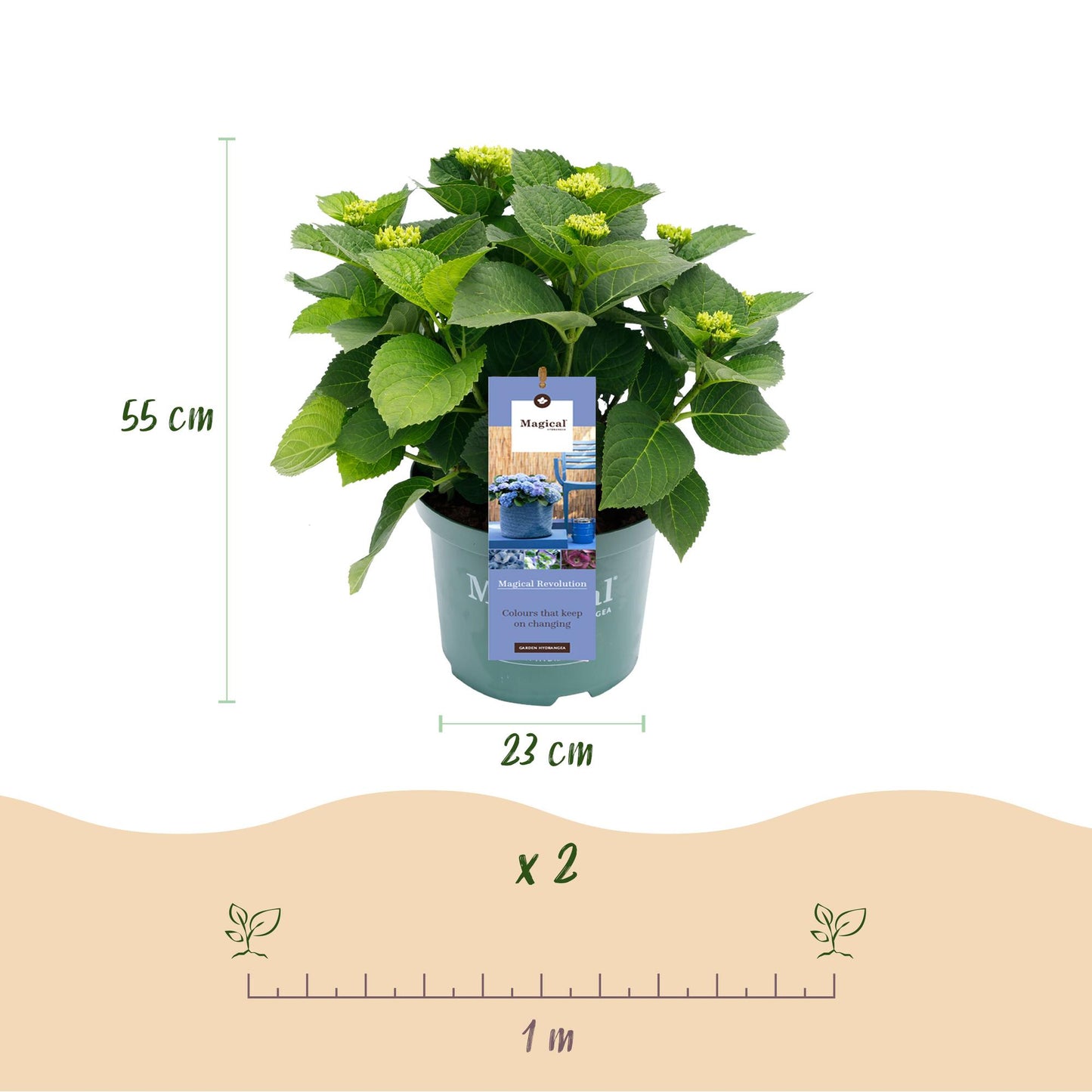Green boutiQ - Terrasplant - Hortensia - Hydrangea Magical Revolution Blue - Blauw - 6-10 Bloemen - 2 Planten - Pot 23cm Hoogte 55cm