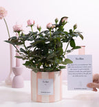 Rosa Light Pink Gift "To Flirt" WITH GREETING CARD! - Ø12cm - ↕30cm