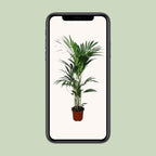 Howea forsteriana - Ø21cm - ↕120cm - Ø24 - ↨120cm