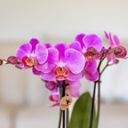 Kolibri Orchids | Paars roze phalaenopsis orchidee potmaat Ø9cm | Frederikstad | bloeiende kamerplant - vers van de kweker