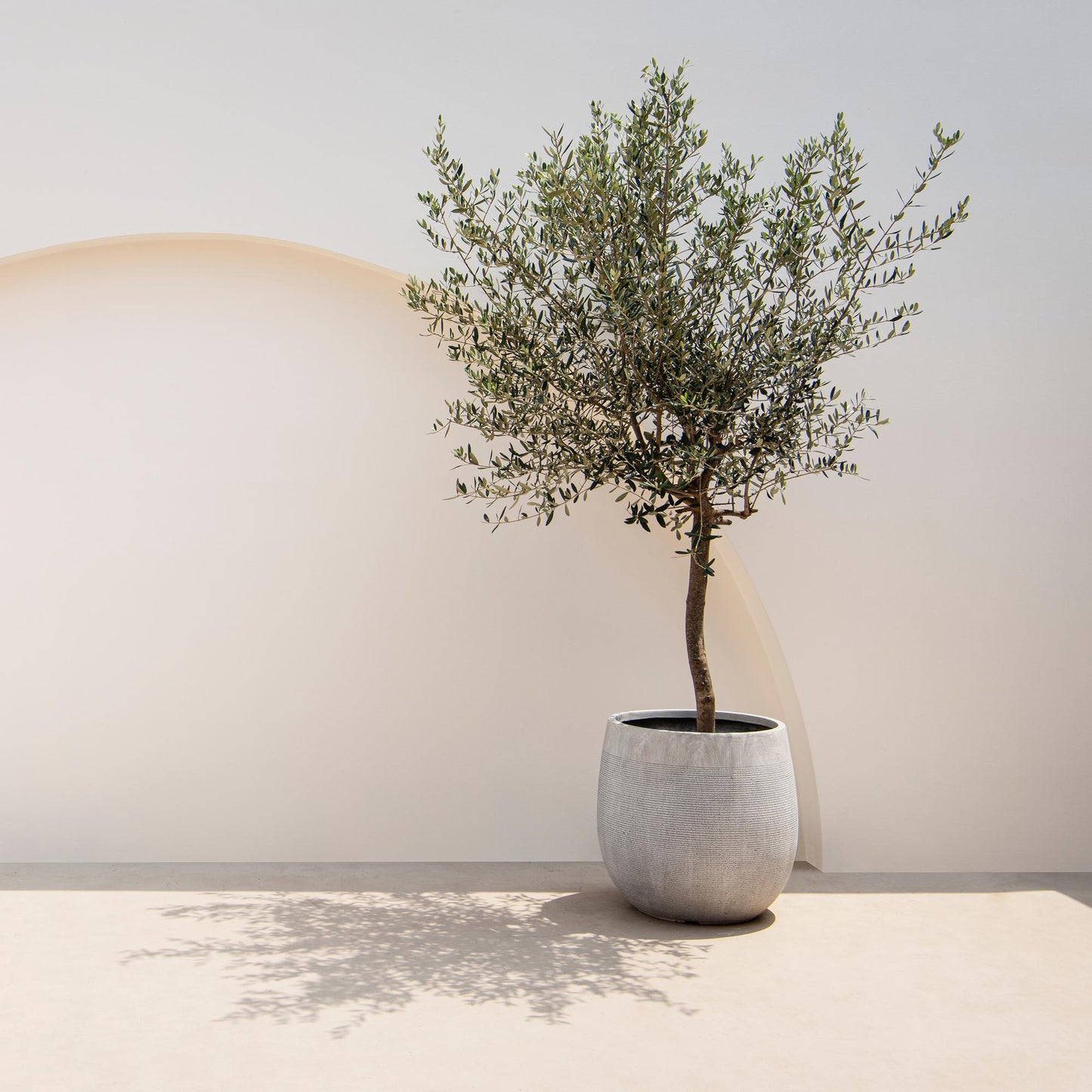 Green boutiQ – Gartenpflanze – Olea Europaea – Pflanze auf Stamm – Terrassenpflanze – Immergrün – Pflegeleicht – Topf 19 cm, Höhe 90 cm