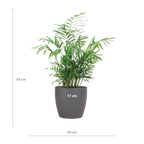 Chamadorea Elegans met Viber grijs - 55cm - Ø17