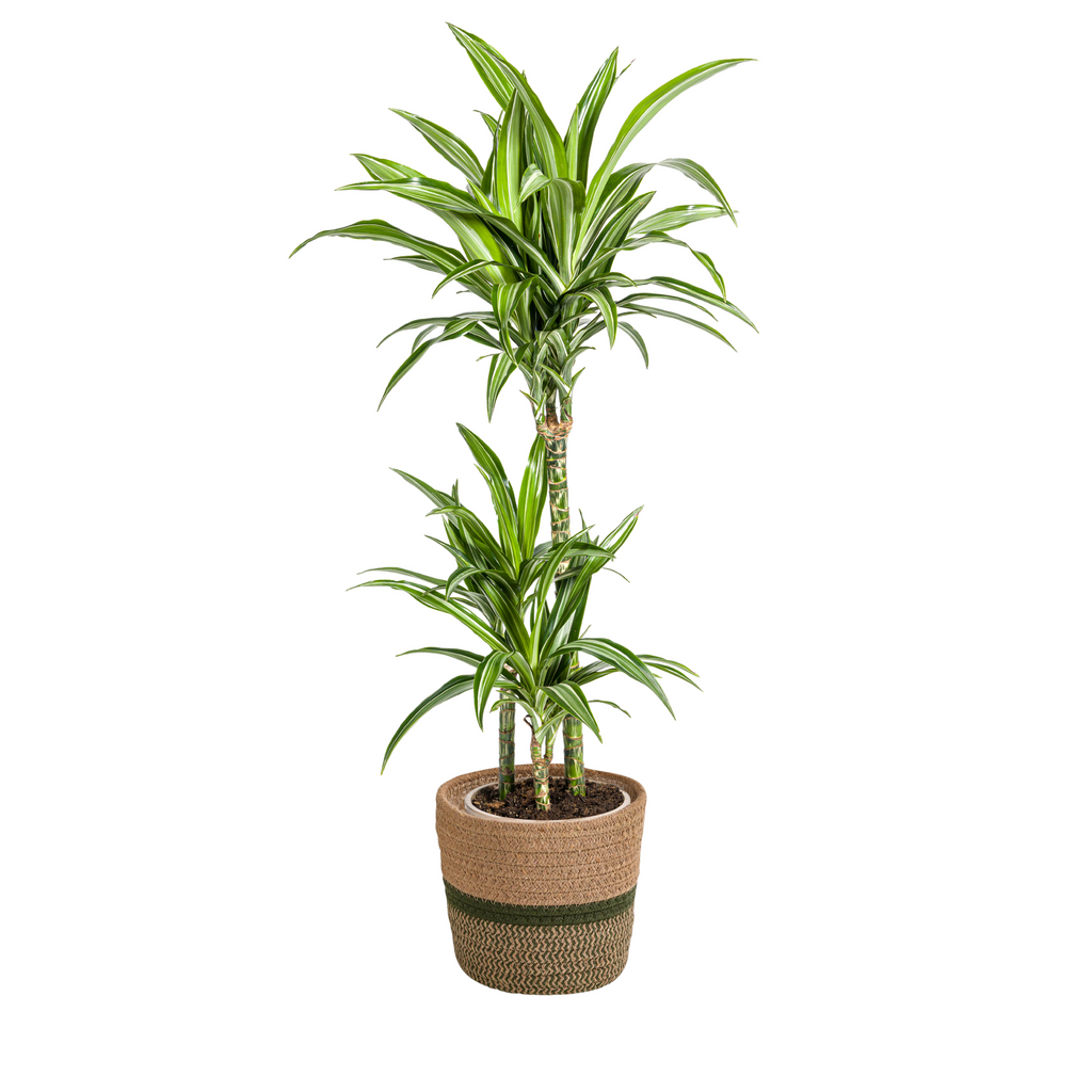 Dracaena Deremensis White Stripe met mand Ø21cm - ↕90 - 110cm