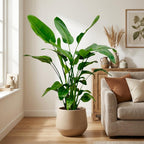 Strelitzia Nicolai - 150cm - Ø24