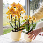 Orchidées colibri | Orchidée phalaenopsis orange, pot de 12 cm de diamètre | Sunny Bunny | Plante d'intérieur fleurie - fraîchement cueillie