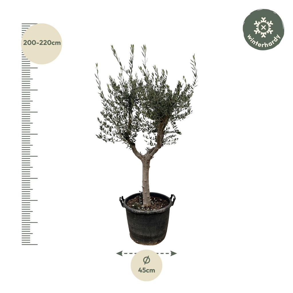 Olea Europaea Cultivo - 230cm- Ø45
