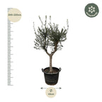 Olea Europaea Cultivo - 230cm- Ø45