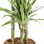 Dracaena Deremensis White Stripe Ø24cm - ↕130 - 150cm