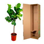 Ficus Lyrata boom - 150 cm - ø30