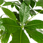 Pachira Aquatica Ø24cm - ↕120 - 140cm