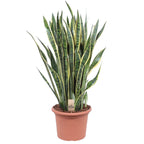 Sansevieria Laurentii - 100 cm - ø35