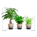 Diervriendelijke Plantenbox - klein - met Mand Lissabon zwart - Ø12